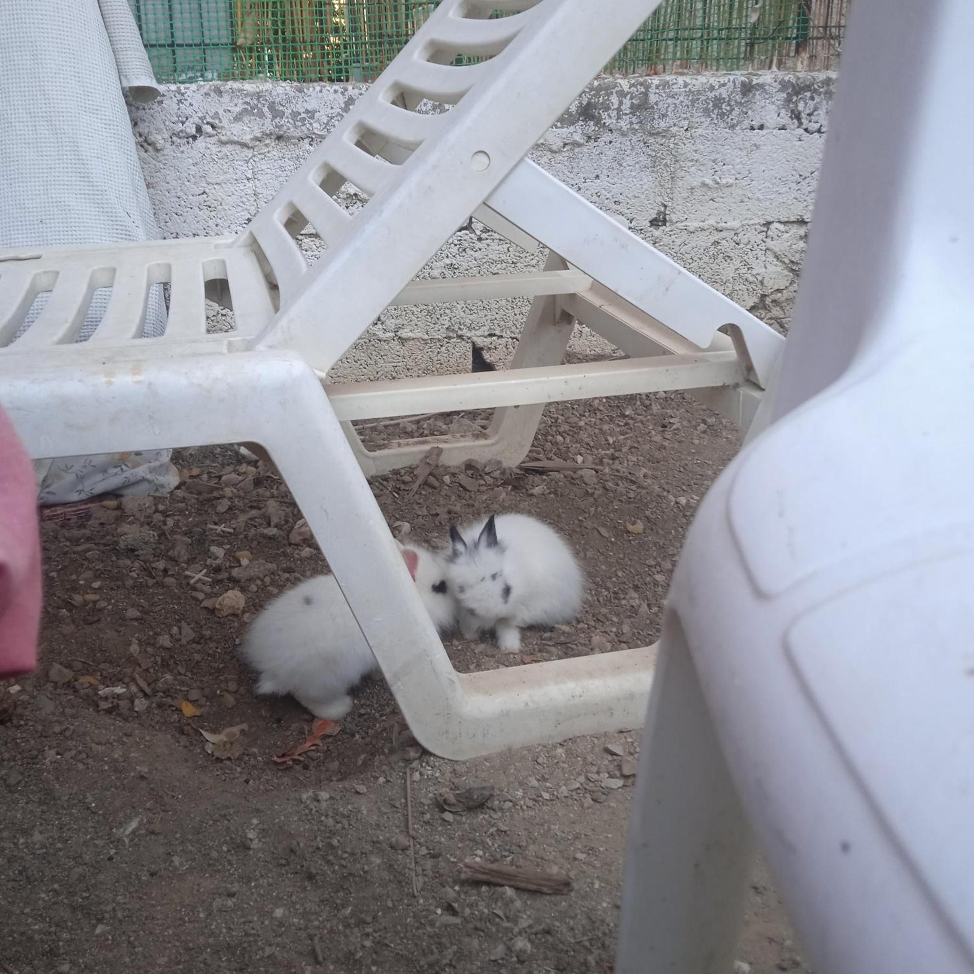Ferienwohnung Το Μικρό Σπίτι Στη Φάρμα! Acharnes Exterior foto
